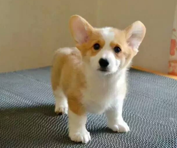 3个月柯基犬怎么养？做到这几点内容，就能养出聪明的狗狗（三个月柯基最大可以长到几斤）(图3)