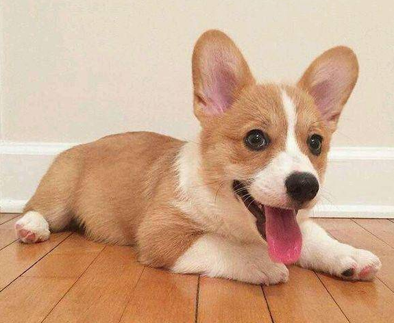 3个月柯基犬怎么养？做到这几点内容，就能养出聪明的狗狗（三个月柯基最大可以长到几斤）(图4)