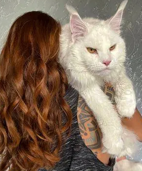 俄罗斯网友晒自家猫猫，却因体型巨大，被误认为是一只狗(图2)