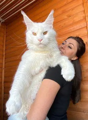 俄罗斯网友晒自家猫猫，却因体型巨大，被误认为是一只狗(图3)