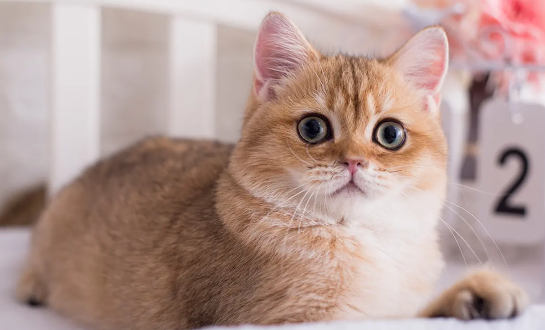 猫咪发情期该怎么缓解?猫咪发情解决方法(图2)