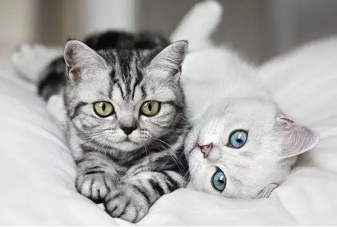 猫咪发情期该怎么缓解？猫咪发情解决方法(图1)