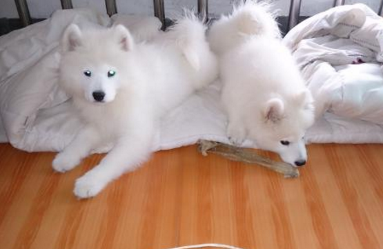 萨摩耶流鼻涕别以为是普通小感冒，这可能是患有犬瘟热的前兆（萨摩耶幼犬有点流鼻涕）(图2)