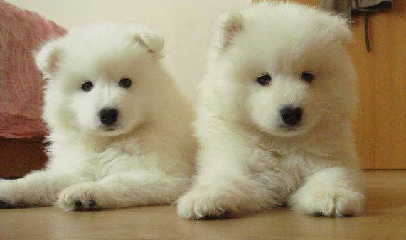 萨摩耶流鼻涕别以为是普通小感冒，这可能是患有犬瘟热的前兆（萨摩耶幼犬有点流鼻涕）(图4)