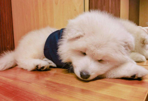 萨摩耶流鼻涕别以为是普通小感冒，这可能是患有犬瘟热的前兆（萨摩耶幼犬有点流鼻涕）(图5)