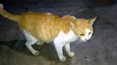 铲屎官逗弄家猫，流浪猫隔窗求抚摸：您家还缺猫吗？我可以！(图1)