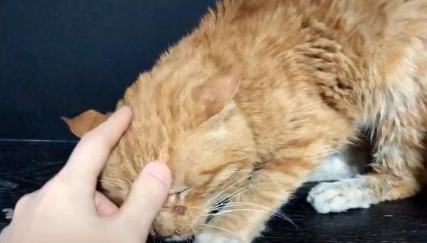 铲屎官逗弄家猫，流浪猫隔窗求抚摸：您家还缺猫吗？我可以！(图3)