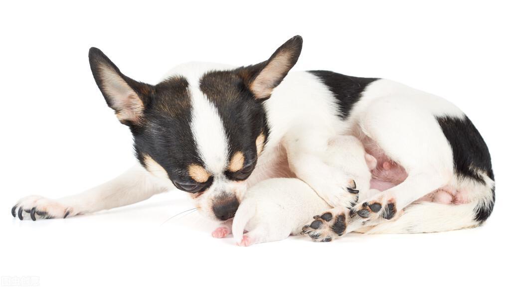 刚出生的小狗狗，主人想要照顾它们，需要学会这4个步骤（刚出生狗怎么照顾）(图1)