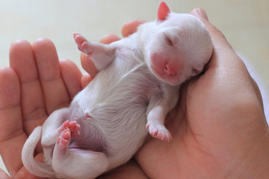 刚出生的小狗狗，主人想要照顾它们，需要学会这4个步骤（刚出生狗怎么照顾）(图3)