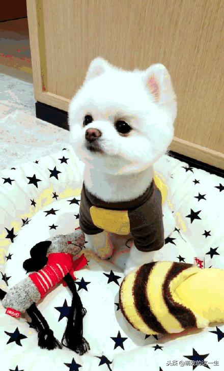 给博美犬洗澡的这几大误区你知道吗？（给博美洗澡用多少温度合适）(图1)