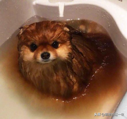 给博美犬洗澡的这几大误区你知道吗？（给博美洗澡用多少温度合适）(图3)