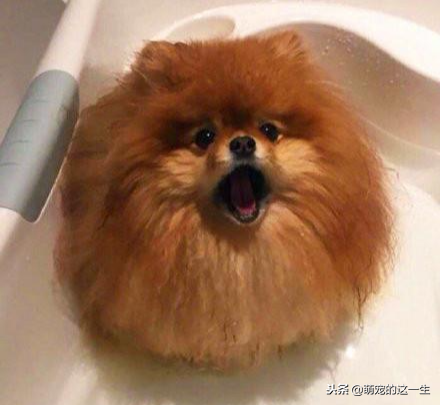 给博美犬洗澡的这几大误区你知道吗？（给博美洗澡用多少温度合适）(图4)