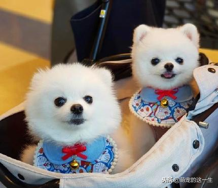 给博美犬洗澡的这几大误区你知道吗？（给博美洗澡用多少温度合适）(图7)