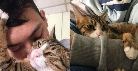 爸爸和猫主子合照 焦点却是主子眼神死的表情(图1)