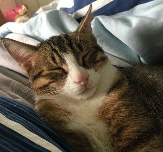 爸爸和猫主子合照 焦点却是主子眼神死的表情(图2)