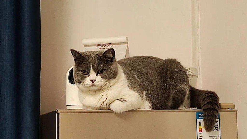 猫喜欢什么温度？怎么给猫咪提供舒适的空间？(图3)