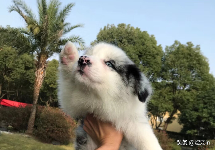 2个月的边牧狗狗每天需要喂食多少狗粮？（两个月的边牧一天喂几顿一顿多少粒）(图1)