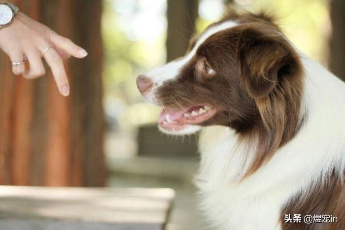 2个月的边牧狗狗每天需要喂食多少狗粮？（两个月的边牧一天喂几顿一顿多少粒）(图3)