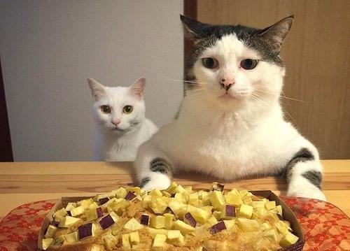 猫咪一天的饮食量是多少？如何才能科学的喂养猫咪？(图2)