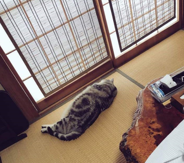 巨猫对比大会，在小胖猫们面前，500毫升饮料简直像迷你瓶(图1)