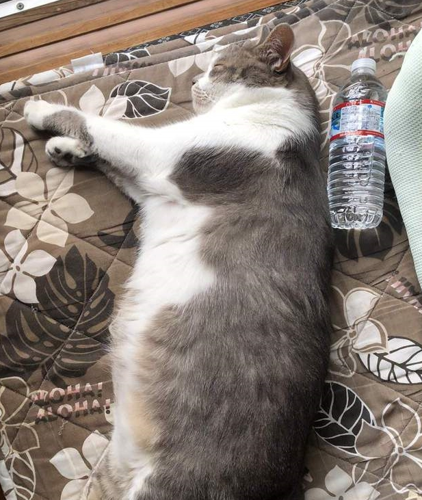 巨猫对比大会，在小胖猫们面前，500毫升饮料简直像迷你瓶(图3)