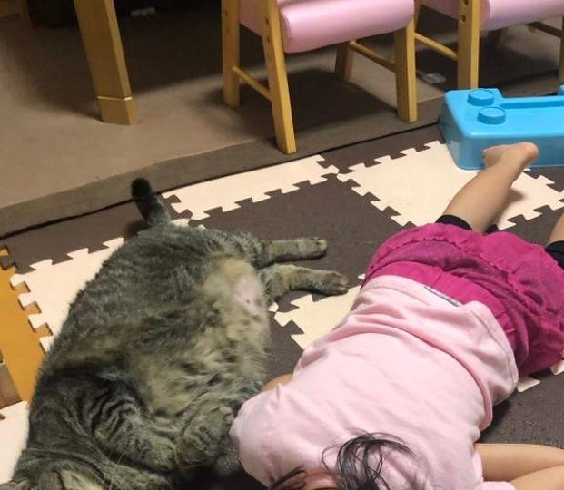 巨猫对比大会，在小胖猫们面前，500毫升饮料简直像迷你瓶(图4)