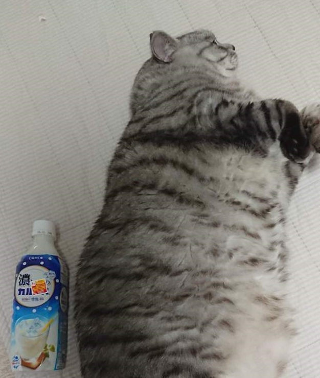 巨猫对比大会，在小胖猫们面前，500毫升饮料简直像迷你瓶(图5)