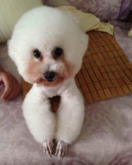 比熊去泪痕战斗史，简直像换了只比熊一样（比熊犬去泪痕用什么眼药水）(图1)