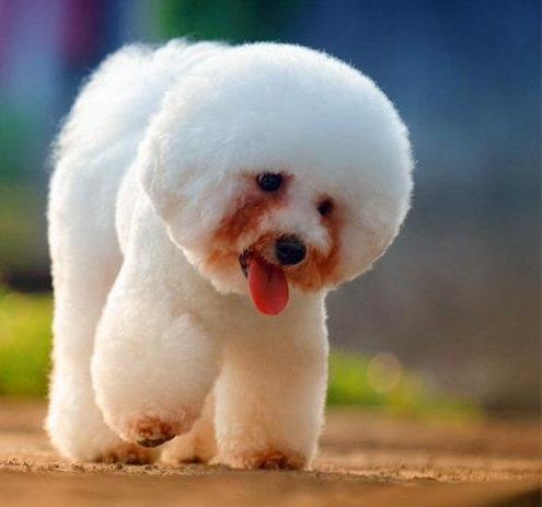 比熊去泪痕战斗史，简直像换了只比熊一样（比熊犬去泪痕用什么眼药水）(图2)