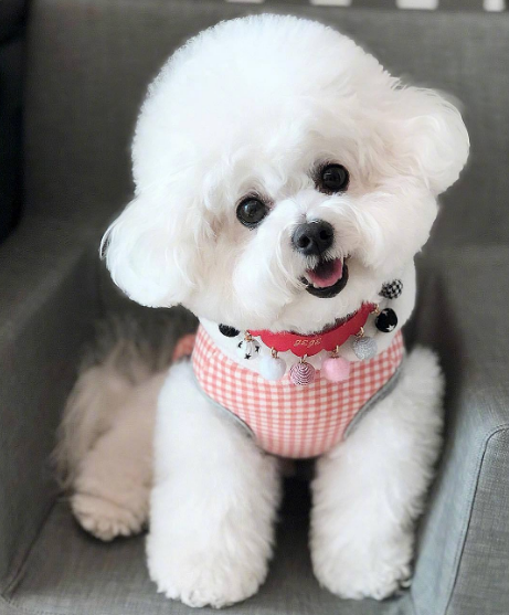 比熊去泪痕战斗史，简直像换了只比熊一样（比熊犬去泪痕用什么眼药水）(图4)