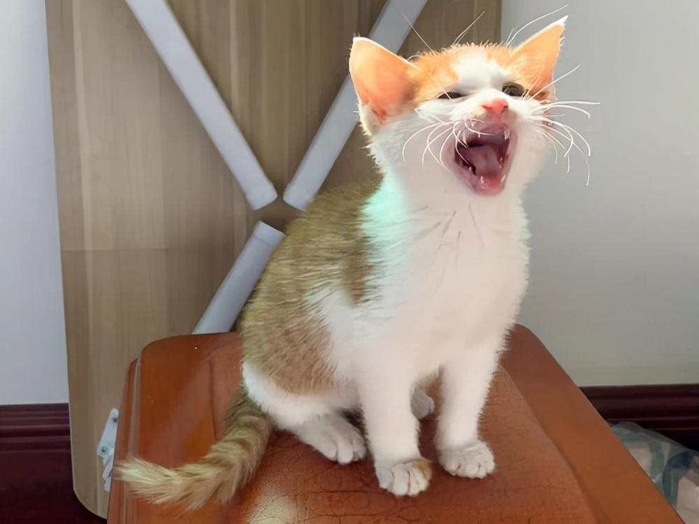 关于养猫每个月的大概花费，养猫一个月多少钱？(图1)