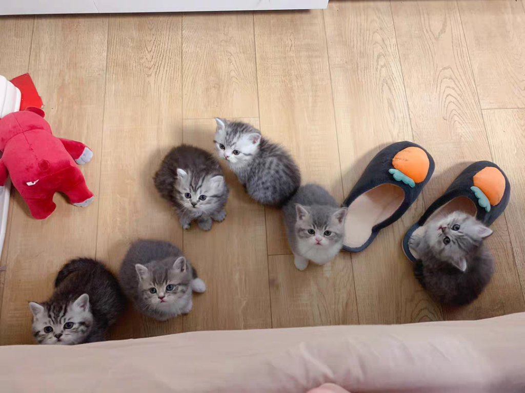 关于养猫每个月的大概花费，养猫一个月多少钱？(图3)