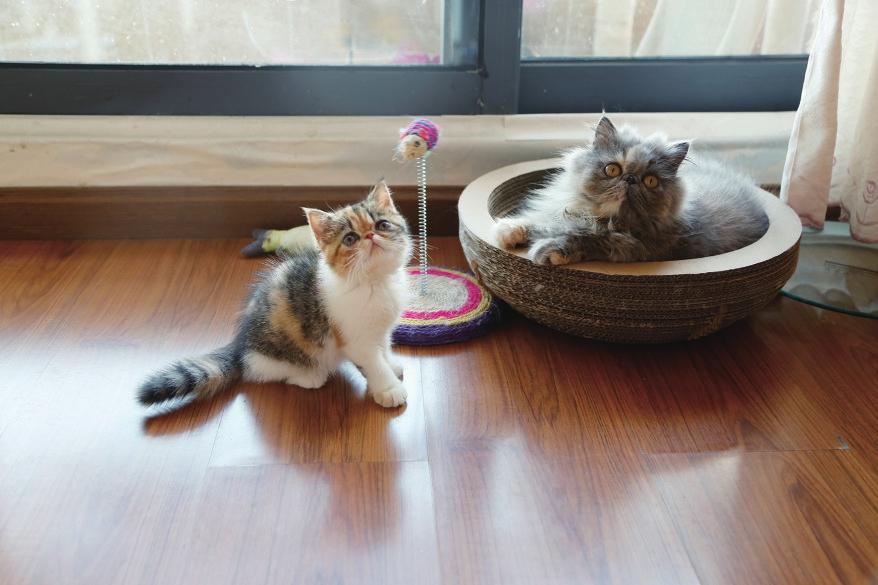 关于养猫每个月的大概花费，养猫一个月多少钱？(图4)