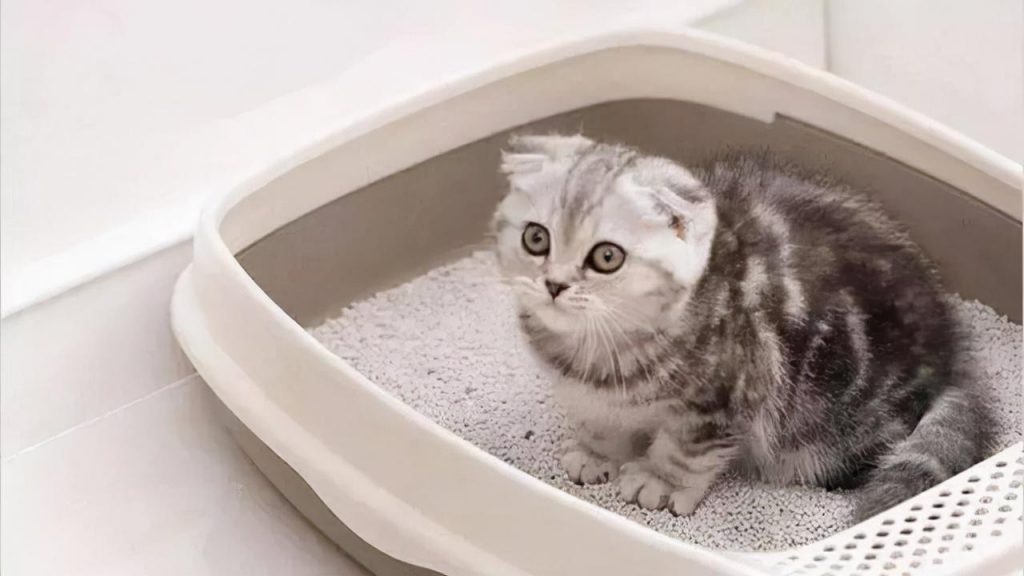 关于养猫每个月的大概花费，养猫一个月多少钱？(图5)