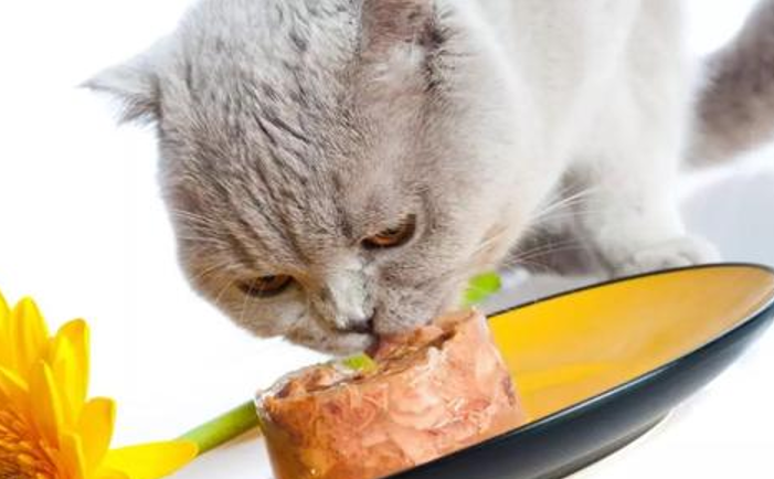 关于养猫每个月的大概花费，养猫一个月多少钱？(图6)