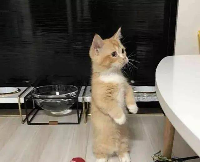 关于养猫每个月的大概花费，养猫一个月多少钱？(图8)