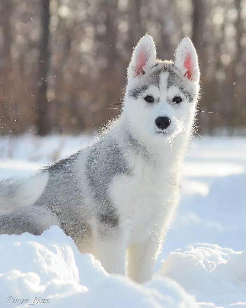哈士奇爱拆家不听话，想要驯服它，这3个重点主人不能忘（哈士奇是不是爱拆家）(图2)