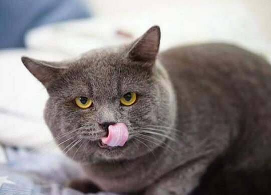 这届猫狗一年吞掉1300亿(图1)