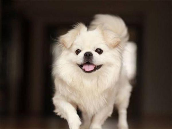 除了给狗狗系好牵引绳，还有这3个办法，可以预防狗狗走丢（怎么防止狗狗挣脱牵引绳子）(图1)