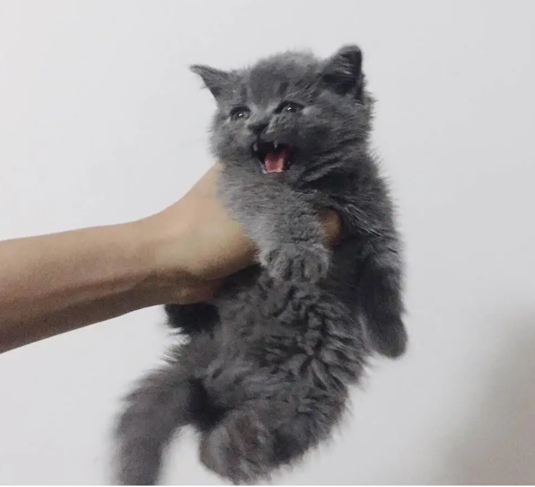 猫咪生产前会有什么征兆？产后需要注意些什么？（猫咪生产）(图1)