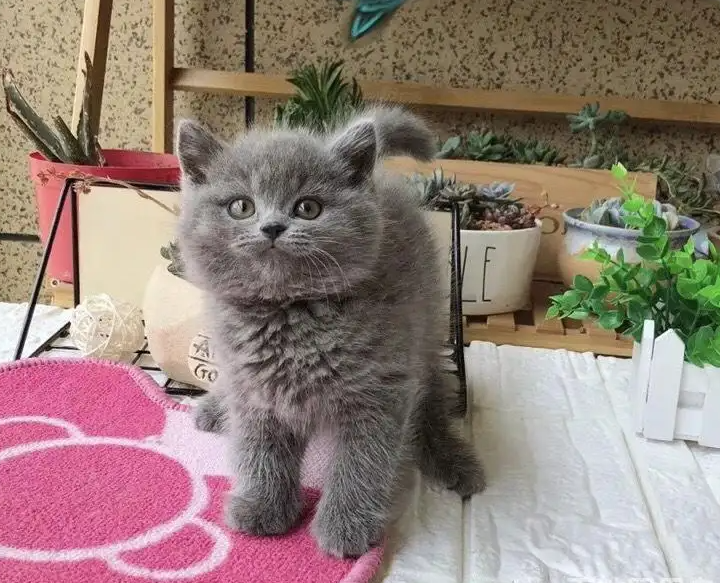 猫咪生产前会有什么征兆？产后需要注意些什么？（猫咪生产）(图2)