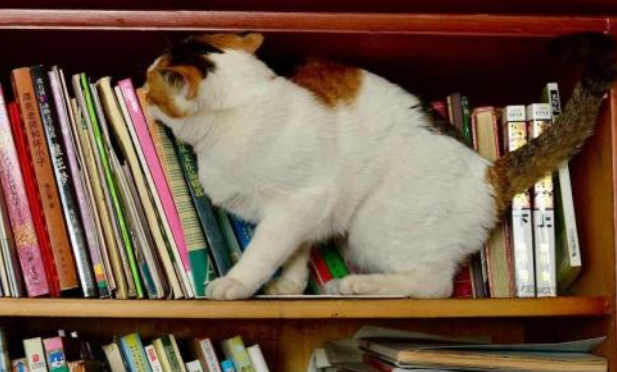 学生妹捡到一只流浪猫，拿回寝室来养，想不到竟被室友集体围攻！(图1)