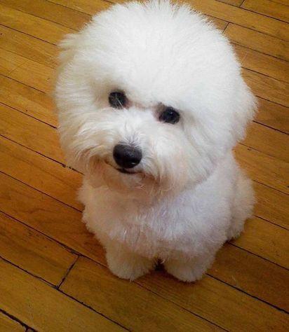 比熊犬的饲养要点，这5个要点你做到了几个？（比熊宠物狗的饲养与训练）(图1)