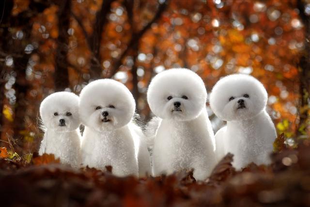 比熊犬的饲养要点，这5个要点你做到了几个？（比熊宠物狗的饲养与训练）(图2)