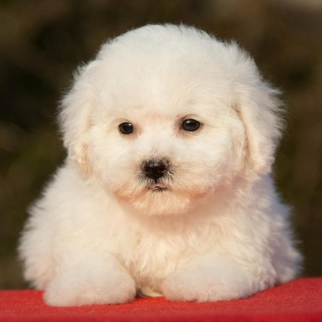 比熊犬的饲养要点，这5个要点你做到了几个？（比熊宠物狗的饲养与训练）(图4)