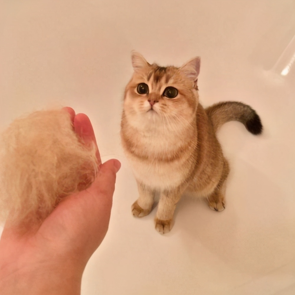 蓝猫掉毛小妙招 看完建议收藏(蓝猫掉毛怎么办)(图1)
