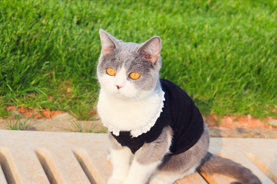 蓝猫掉毛小妙招 看完建议收藏(蓝猫掉毛怎么办)(图2)