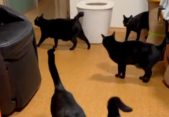 网友数猫数到失神：这到底有几只？(图1)