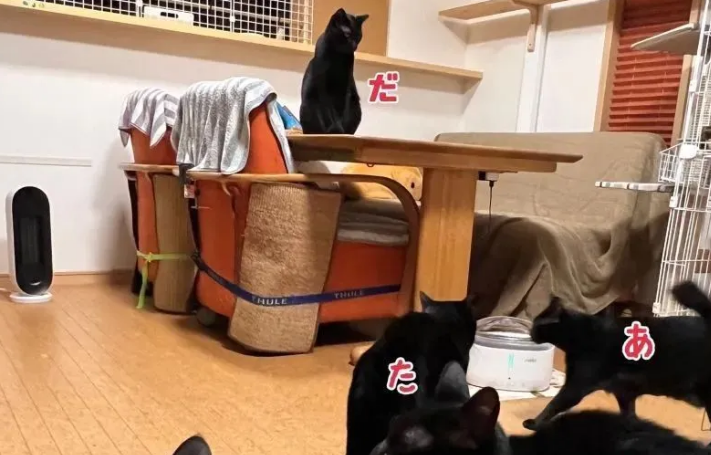 网友数猫数到失神：这到底有几只？(图2)