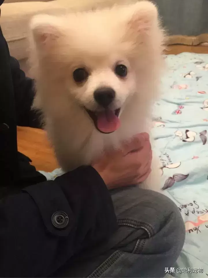 银狐犬讨人喜欢，为啥养的人不多（银狐犬讨人喜欢,为啥养的人不多呢）(图4)